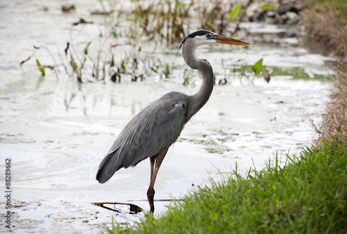 Great blue heron on a background of nature. Usa