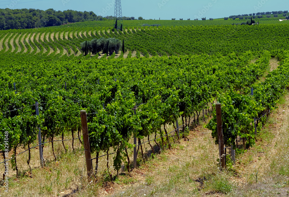 Summer landscape in apulia Italy, with vineyards