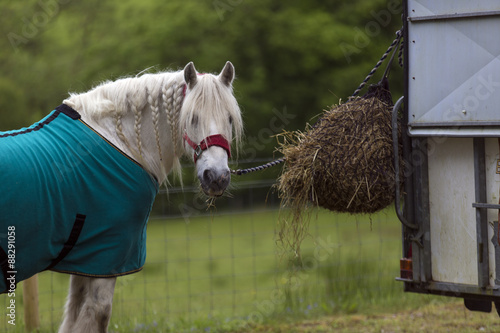 White Horse eating Hay