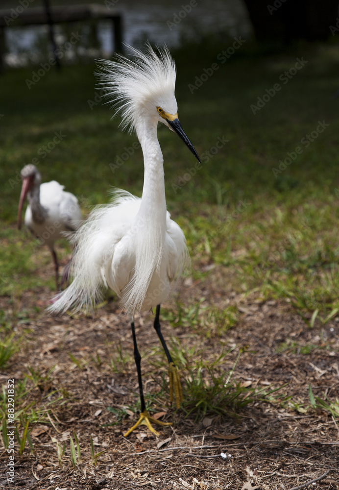 White egret with ruffled feathers protecting territory. White Crane White egret with ruffled feathers protecting territory. White Crane