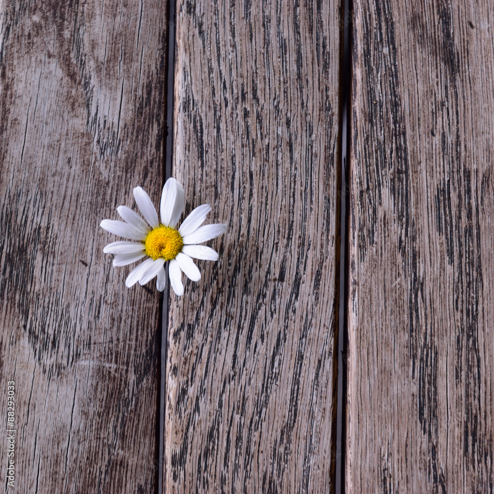 Obraz premium Oxe-eye Daisy on Weathered Wood Boards