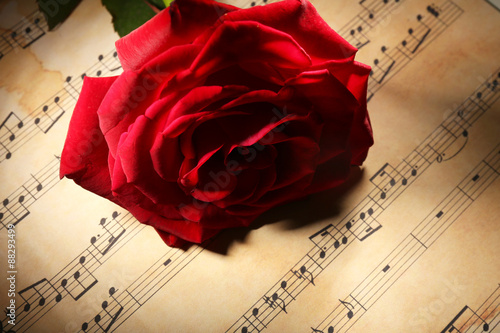 Beautiful red rose on music sheets, closeup