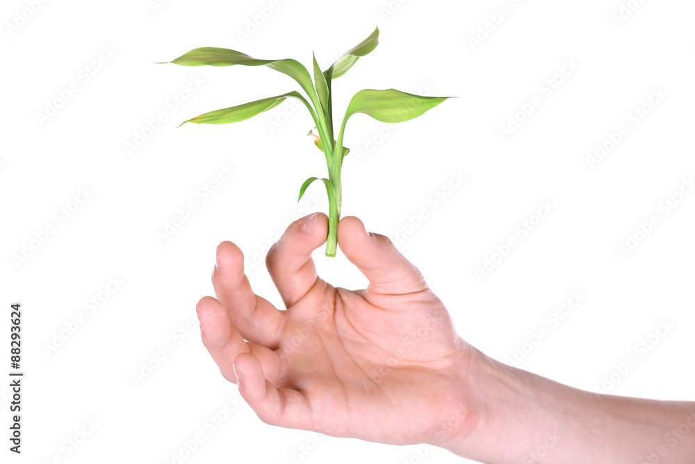 Male hand with green plant isolated on white Male hand with green plant isolated on white