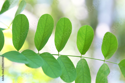 Green leaves of acacia tree branch, closeup