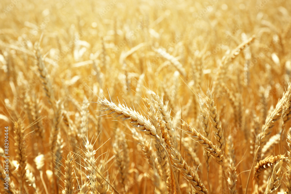 Fototapeta premium Beautiful summer field