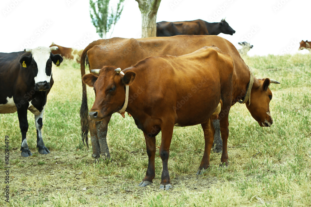 Cows grazing in meadow