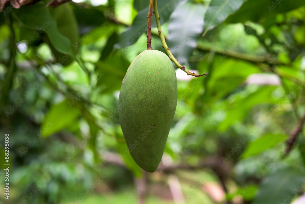 green young fresh mango fruit hanging an the tree in organic far green young fresh mango fruit hanging an the tree in organic far