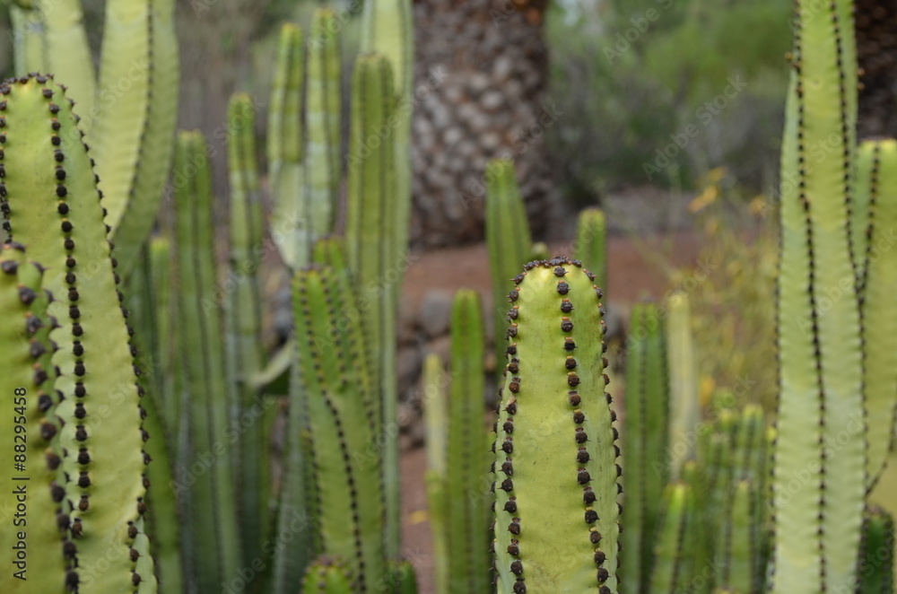 Kaktus mit Stacheln in einem botanischen Garten Kaktus mit Stacheln in einem botanischen Garten