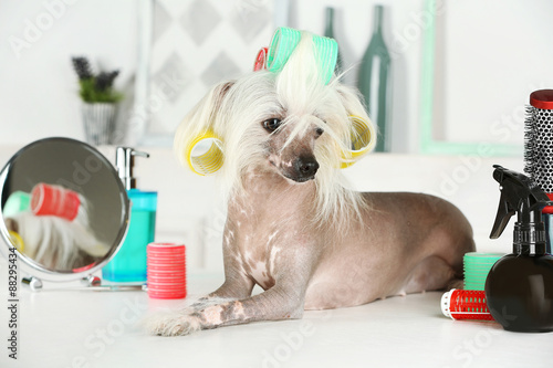 Portrait of Chinese Crested dog at barbershop photo