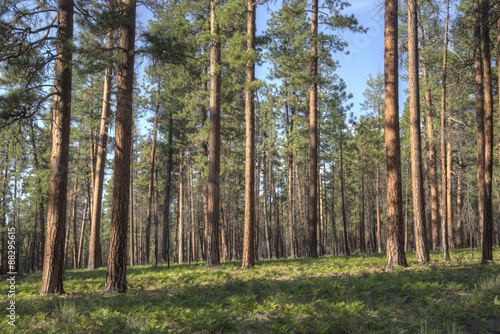 Ponderosa pine trees  Pinus ponderosa  in the central Oregon Cascade Mountains.  The tree   also called a western yellow pine   can grow to over 200 feet in height.  