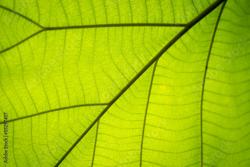 green leaf veins background, abstract blur focus