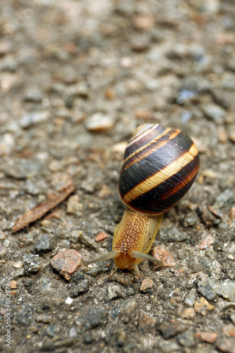 Snail creeping on ground