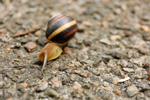 Snail creeping on ground