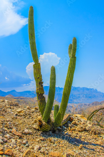 Elephant cactus