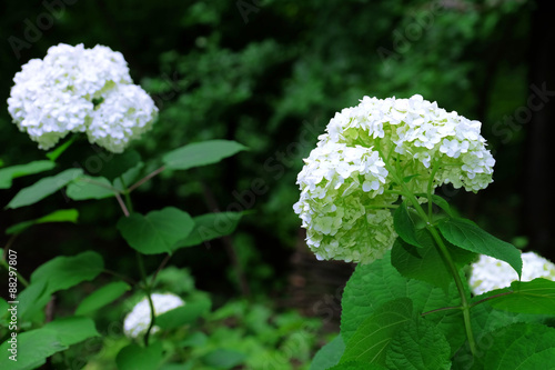 Bloooming Guelder rose bush