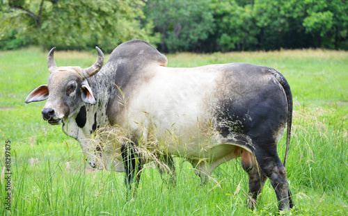 Billede på lærred Brahma Bull