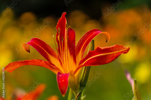 Beautiful red and yellow day lily flower
