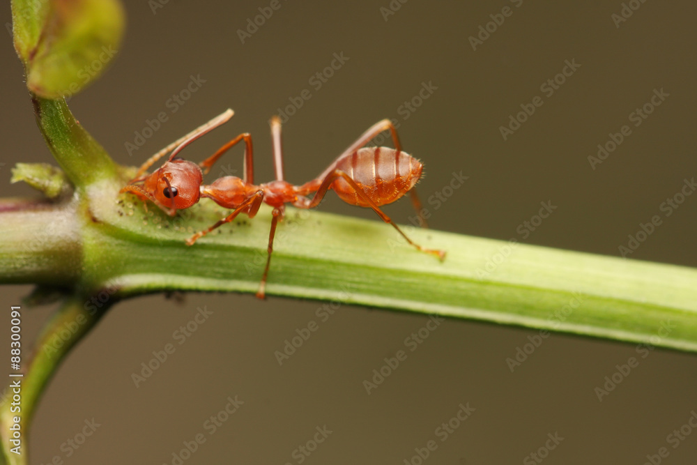 Ants walking on a branch. Ants walking on a branch.