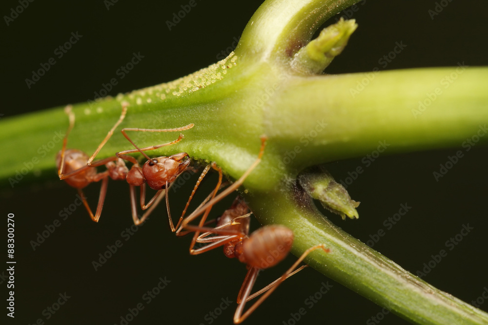 Ants walking on a branch Ants walking on a branch