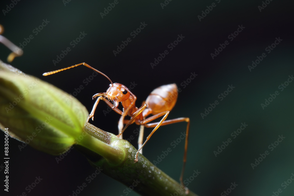 Naklejka premium Ants walking on a branch