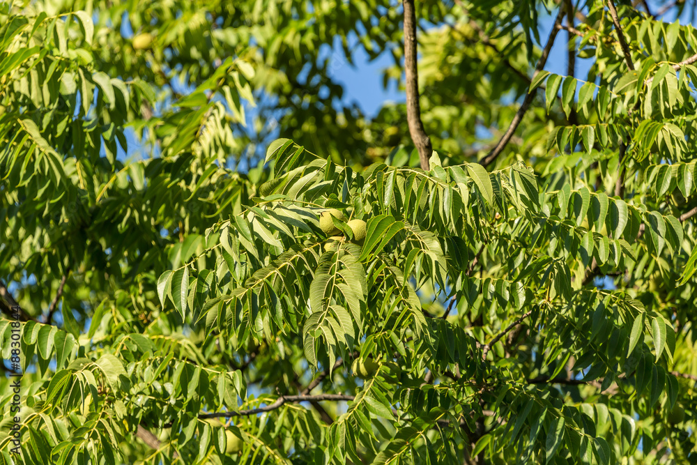 Obraz premium Ash tree with fruits