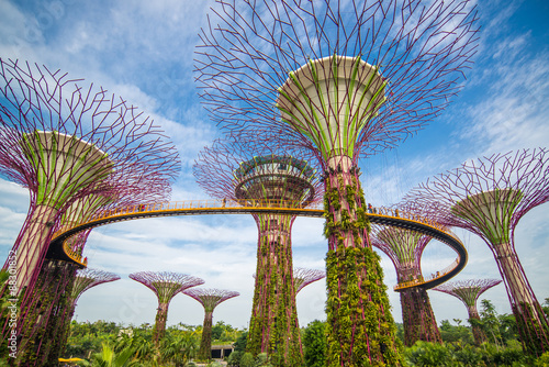 Fototapeta The Supertree at Gardens by the Bay