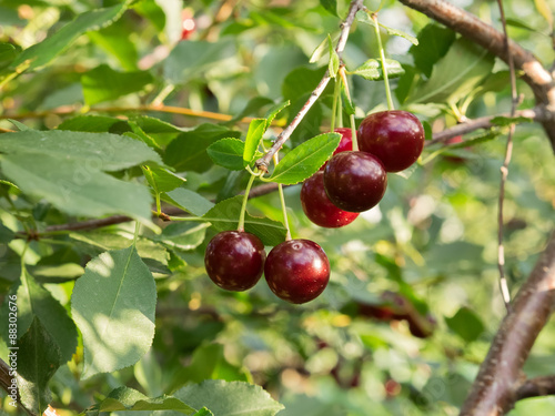 Some ripe cherries on a branch