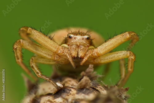 Spider Thomisidae or crab spider