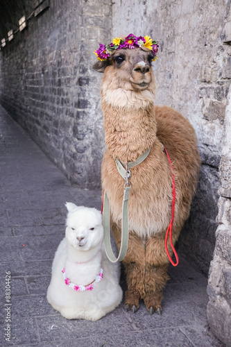 Alpaca in dali china.