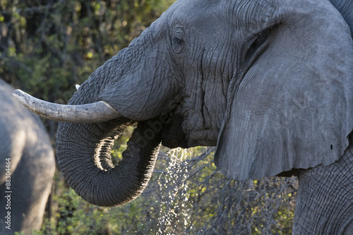 African elephant (Loxodonta africana), Khwai Concession, Okavango Delta, Botswana photo