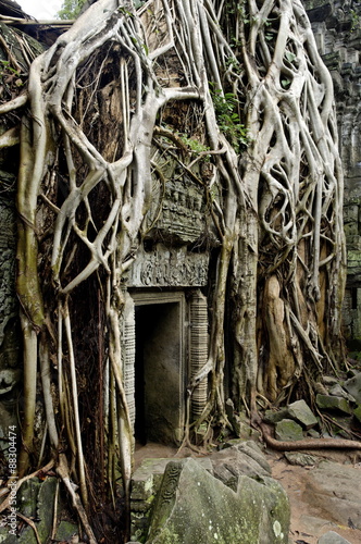 Ta Prohm temple dating from the mid 12th to early 13th centuries, Angkor, Siem Reap, Cambodia photo