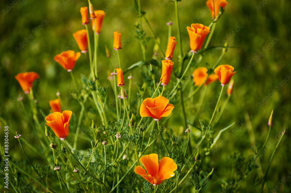 Fototapeta premium Kalifornischer Mohn (Eschscholzia californica), Goldmohn