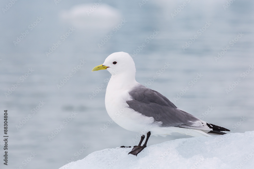 Adult black-legged kittiwake (Rissa tridactyla) on ice at Monacobreen, Spitsbergen, Svalbard Adult black-legged kittiwake (Rissa tridactyla) on ice at Monacobreen, Spitsbergen, Svalbard
