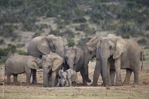 African elephant (Loxodonta africana) family, Addo Elephant National Park 