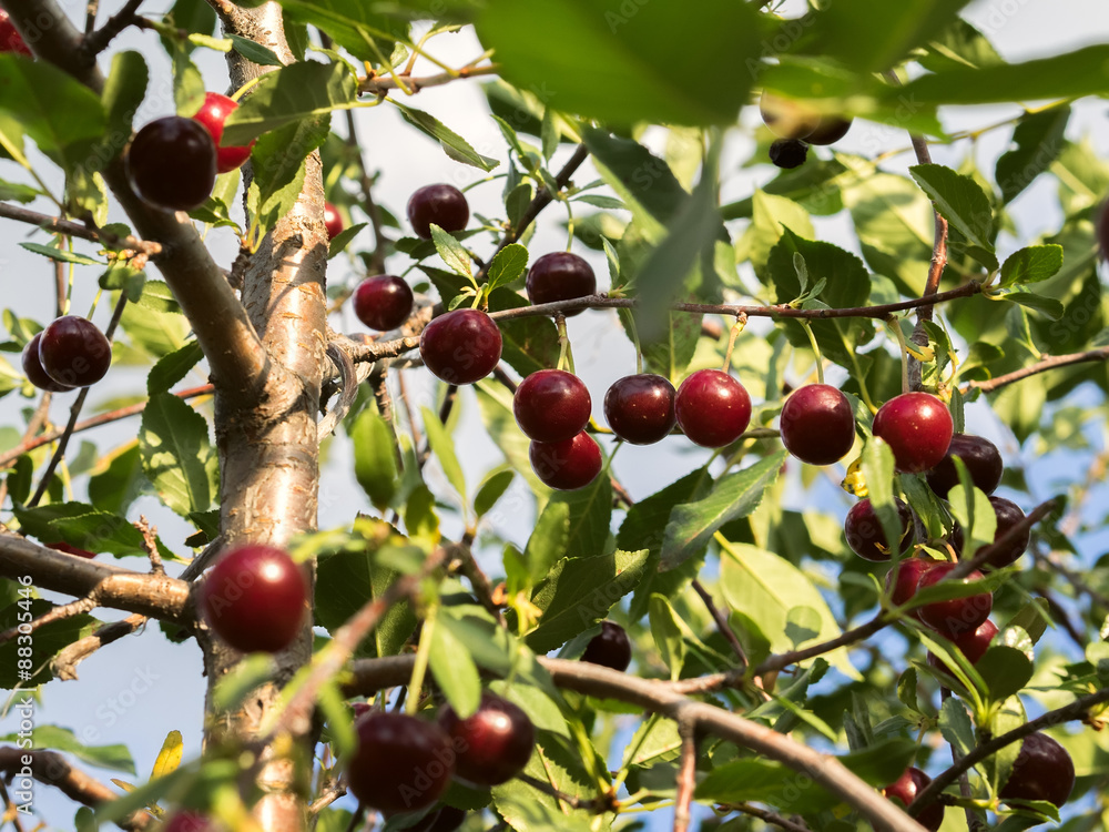 Lot of cherries on branches. View from below.