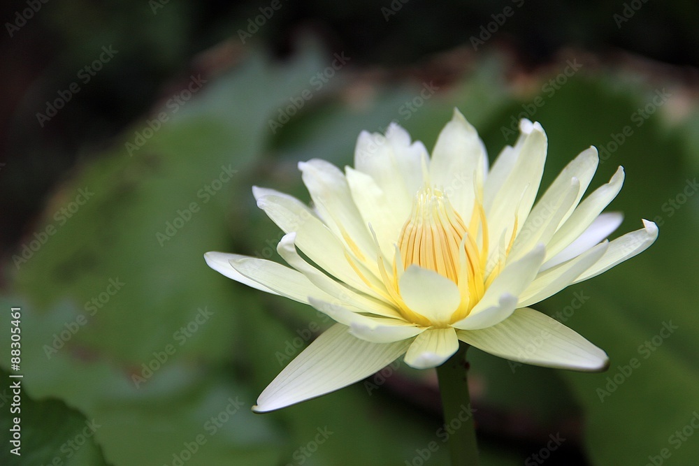 Blossom out lotus flower / Blossom out white lotus flower with yellow pollen in the middle in front of green leaves background Blossom out lotus flower / Blossom out white lotus flower with yellow pollen in the middle in front of green leaves background