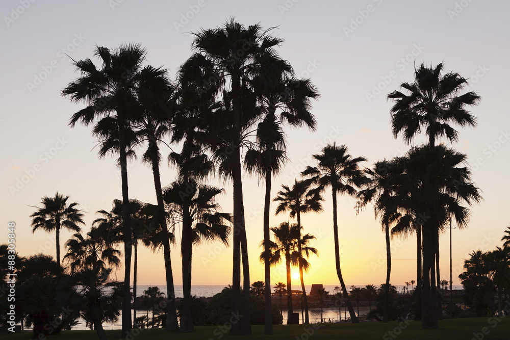 Palm trees at sunset, Playa de Los Amadores, Gran Canaria, Canary Islands, Spain, Atlantic Palm trees at sunset, Playa de Los Amadores, Gran Canaria, Canary Islands, Spain, Atlantic