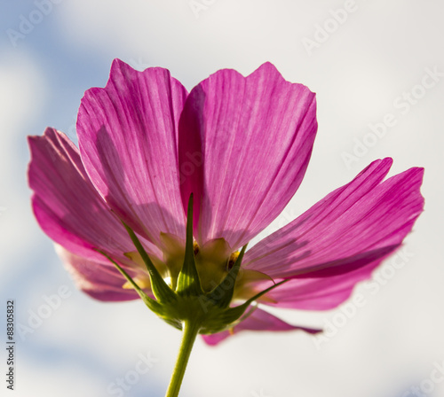 Pink Cosmos flower or kosmeya closeup with yellow petals.