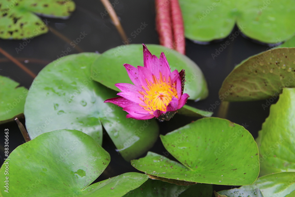 Magenta lotus / Magenta lotus flower with yellow pollen in the middle among green leaves in the pond Magenta lotus / Magenta lotus flower with yellow pollen in the middle among green leaves in the pond