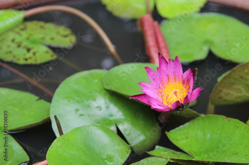 Pink lotus / Magenta lotus / Magenta lotus flower with yellow pollen in the middle among green leaves in the pond