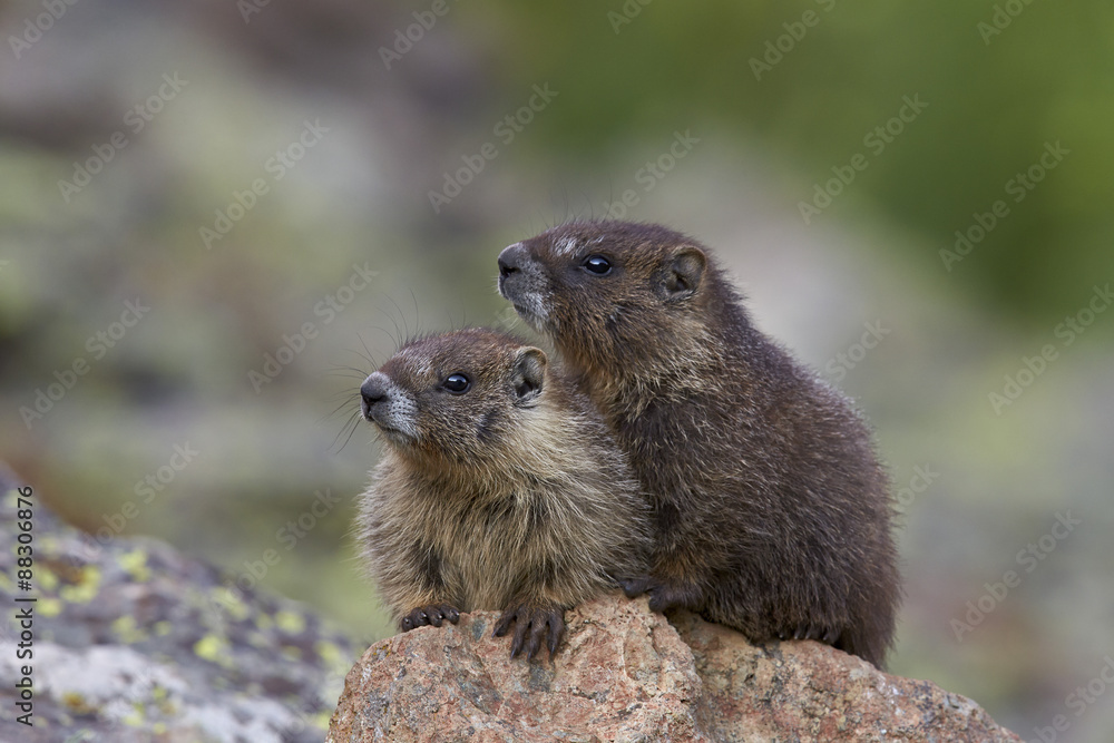 Two young yellow-bellied marmot (yellowbelly marmot) (Marmota flaviventris), San Juan National Forest, Colorado