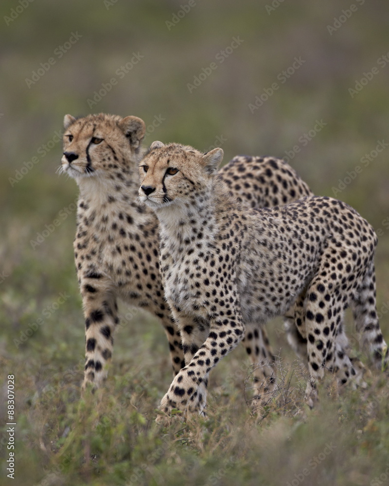 Cheetah (Acinonyx jubatus) cubs, Serengeti National Park, Tanzania Cheetah (Acinonyx jubatus) cubs, Serengeti National Park, Tanzania