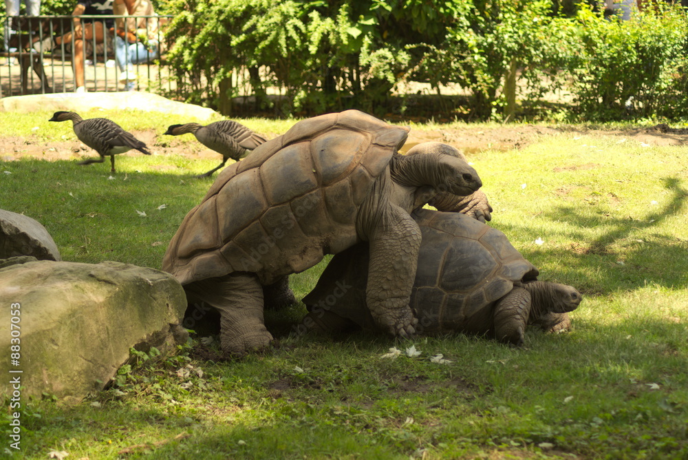Naklejka premium Riesenschildkröte
