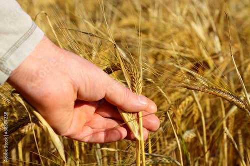 Man in wheat field. Farmer in field checking crop.