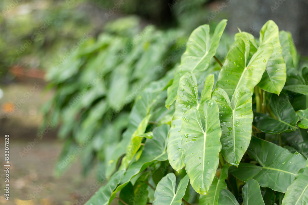 green leaf background green leaf background