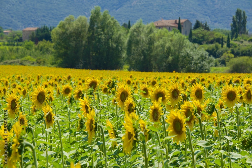 Obraz premium Field of sunflowers in Provence, in the South of France