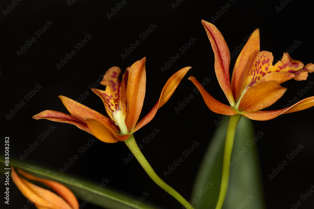 Fototapeta premium Orchid