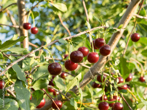 Some ripe cherries on a branch.