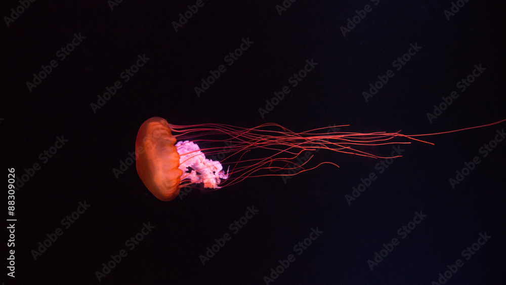 Fototapeta premium Qualle mit schwarzem Hintegrund