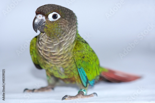 Green Cheeked Conure, Pyrrhura Molinae, a small parrot native to South America